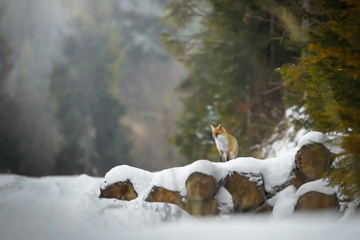 Líška hrdzavá ( Vulpes vulpes )