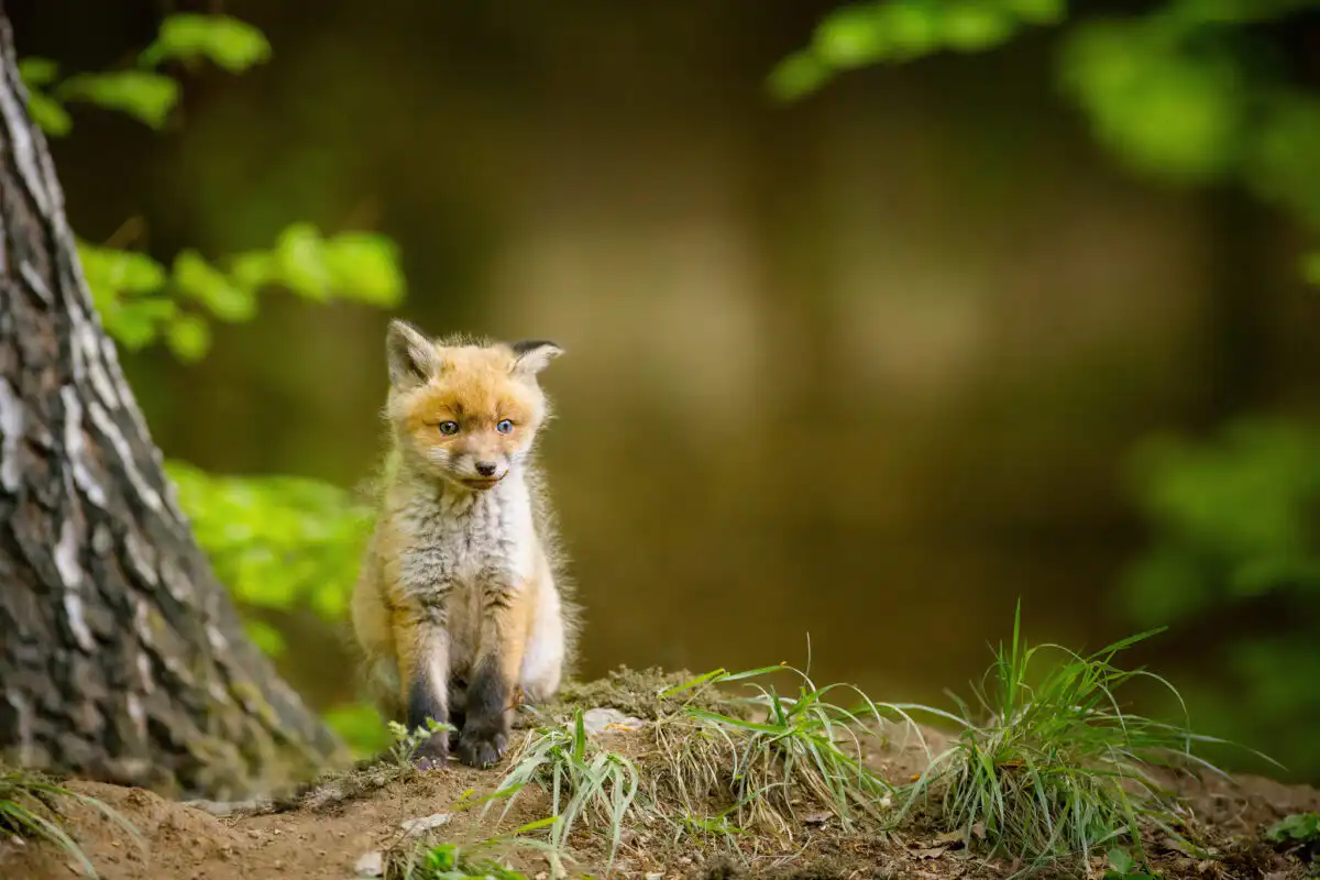 Líška hrdzavá ( Vulpes vulpes )