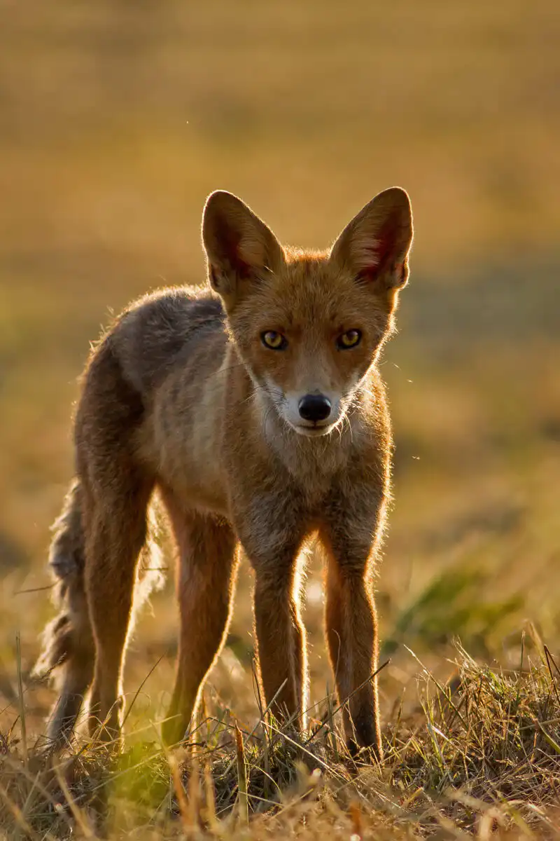 Líška hrdzavá ( Vulpes vulpes )