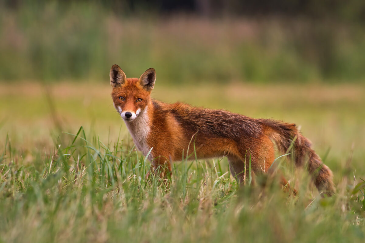 Líška hrdzavá ( Vulpes vulpes )