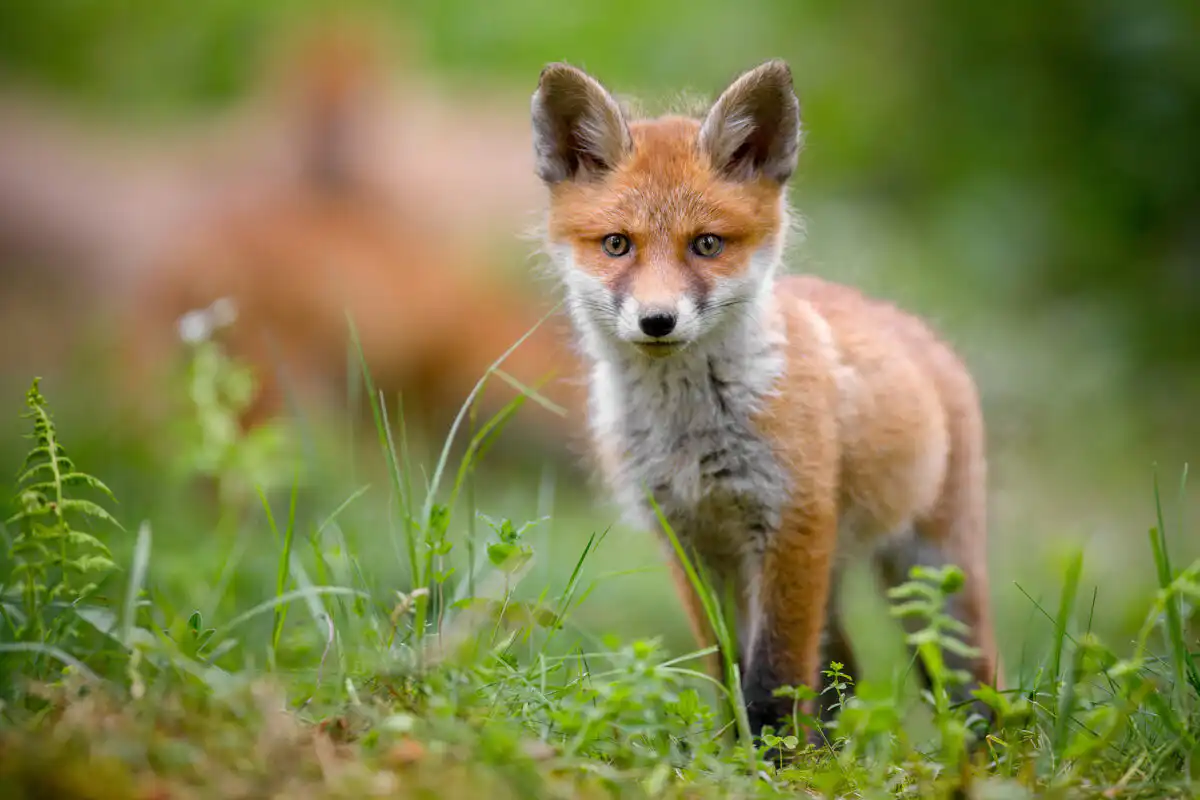 Líška hrdzavá ( Vulpes vulpes )