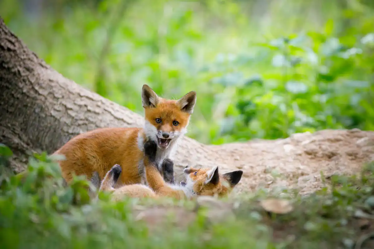 Líška hrdzavá ( Vulpes vulpes )