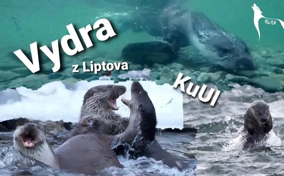 Vydra z Liptova