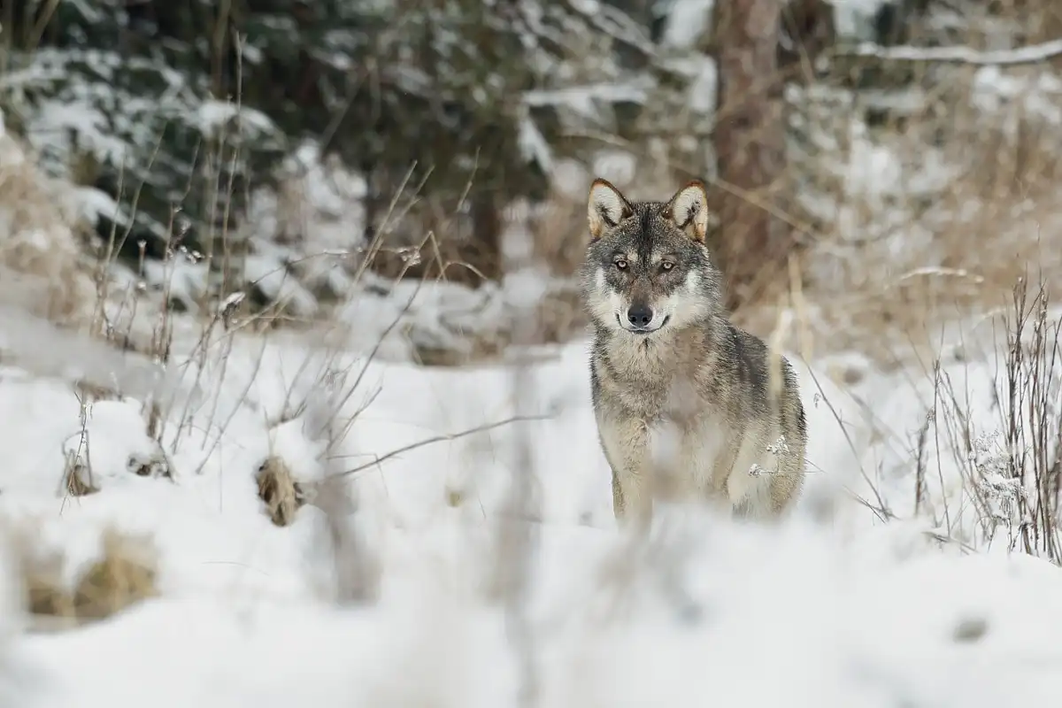 Vlk dravý ( Canis lupus )