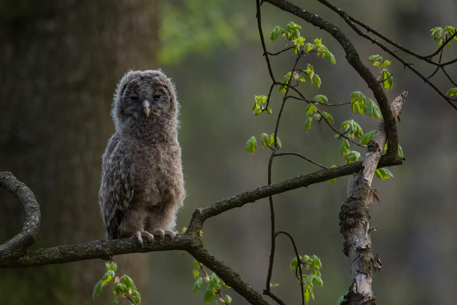 Sova dlhochvostá (lat. Strix uralensis)