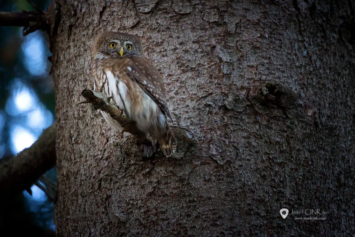 Kulíšek nejmenší (Glaucidium passerinum)