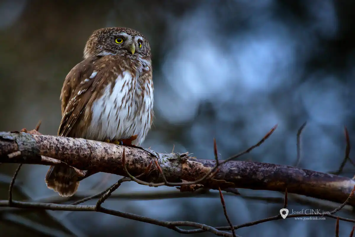 Kulíšek nejmenší (Glaucidium passerinum)