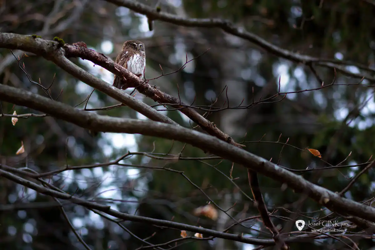 Kulíšek nejmenší (Glaucidium passerinum)