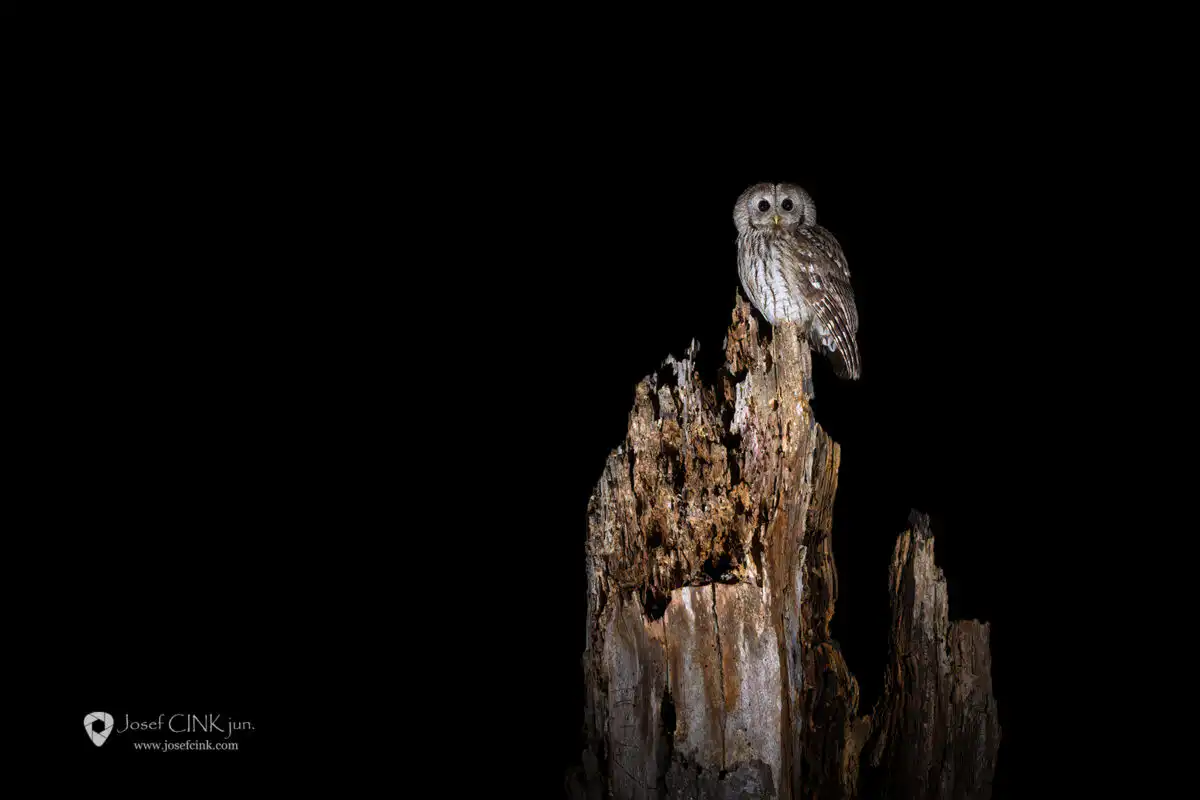 Puštík obecný (Strix aluco)