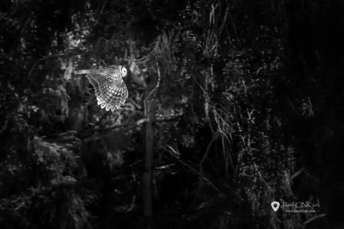 Puštík obecný (Strix aluco)