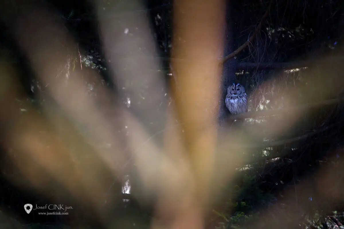 Puštík obecný (Strix aluco)