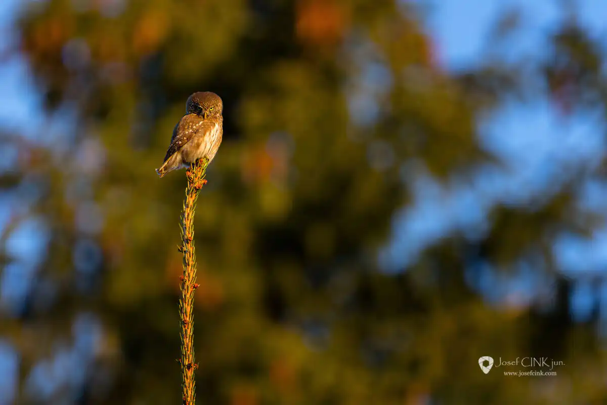 Kulíšek nejmenší (Glaucidium passerinum)