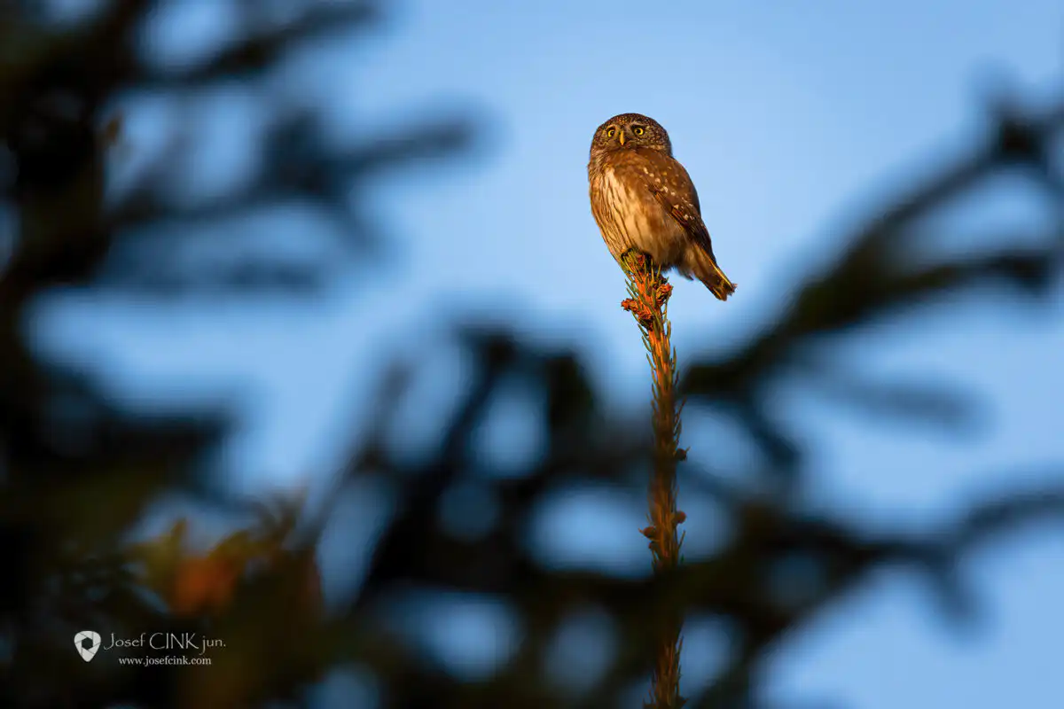 Kulíšek nejmenší (Glaucidium passerinum)