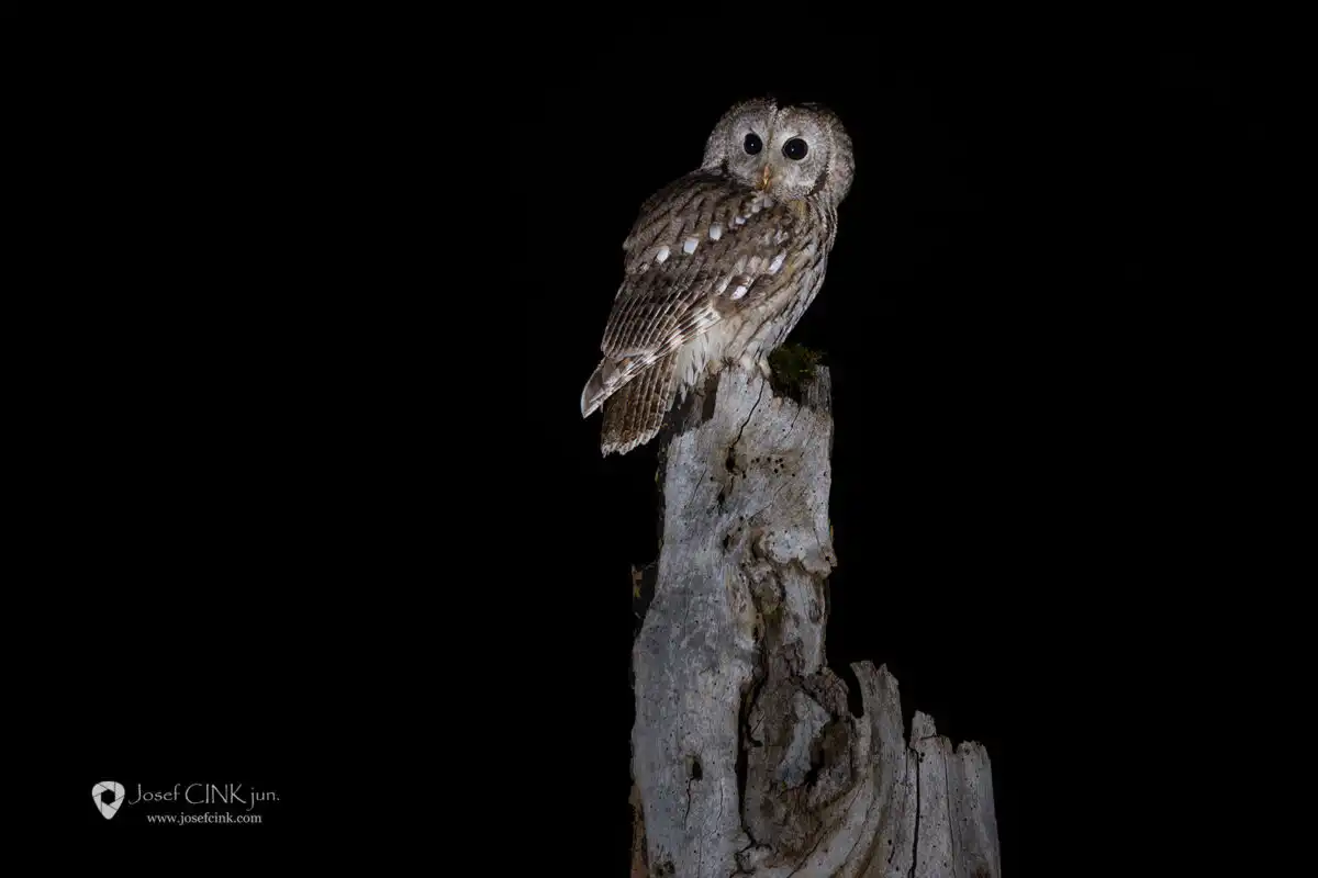 Puštík obecný (Strix aluco)