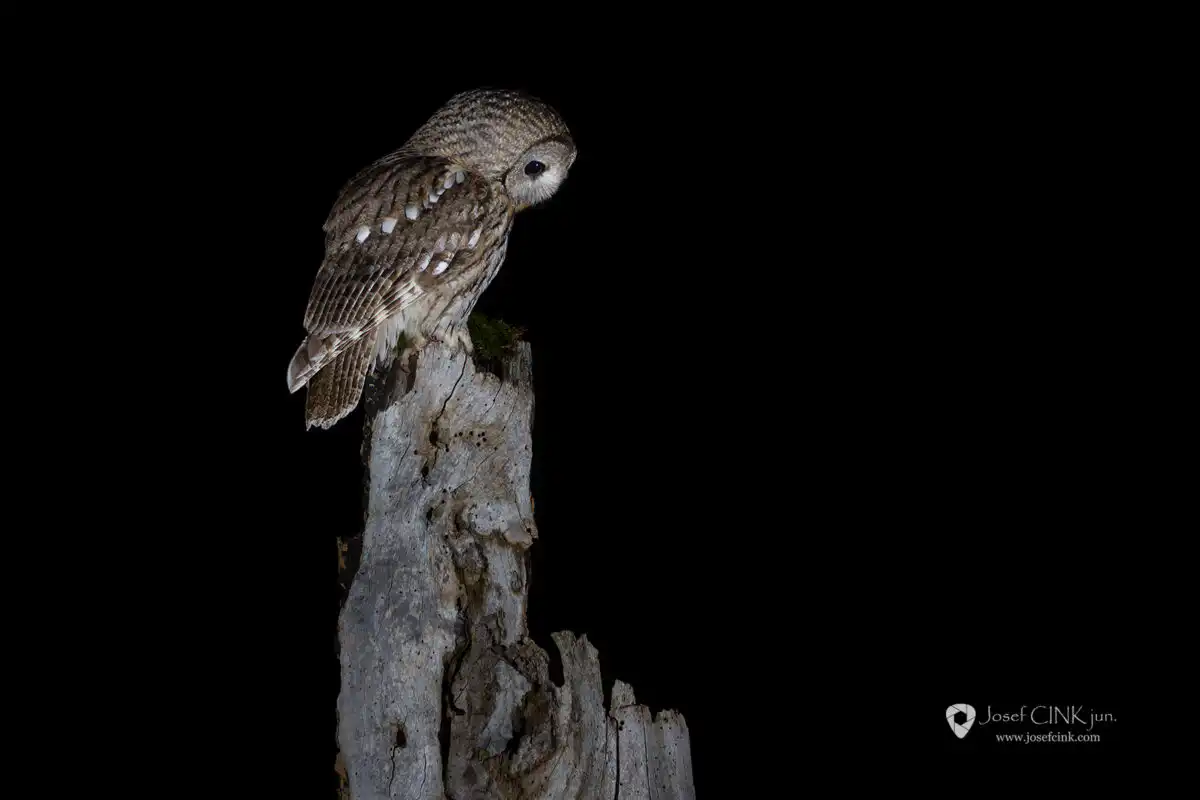 Puštík obecný (Strix aluco)