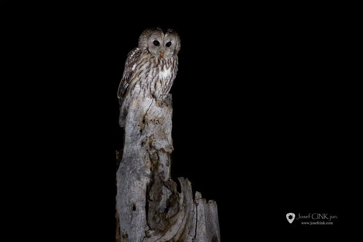 Puštík obecný (Strix aluco)