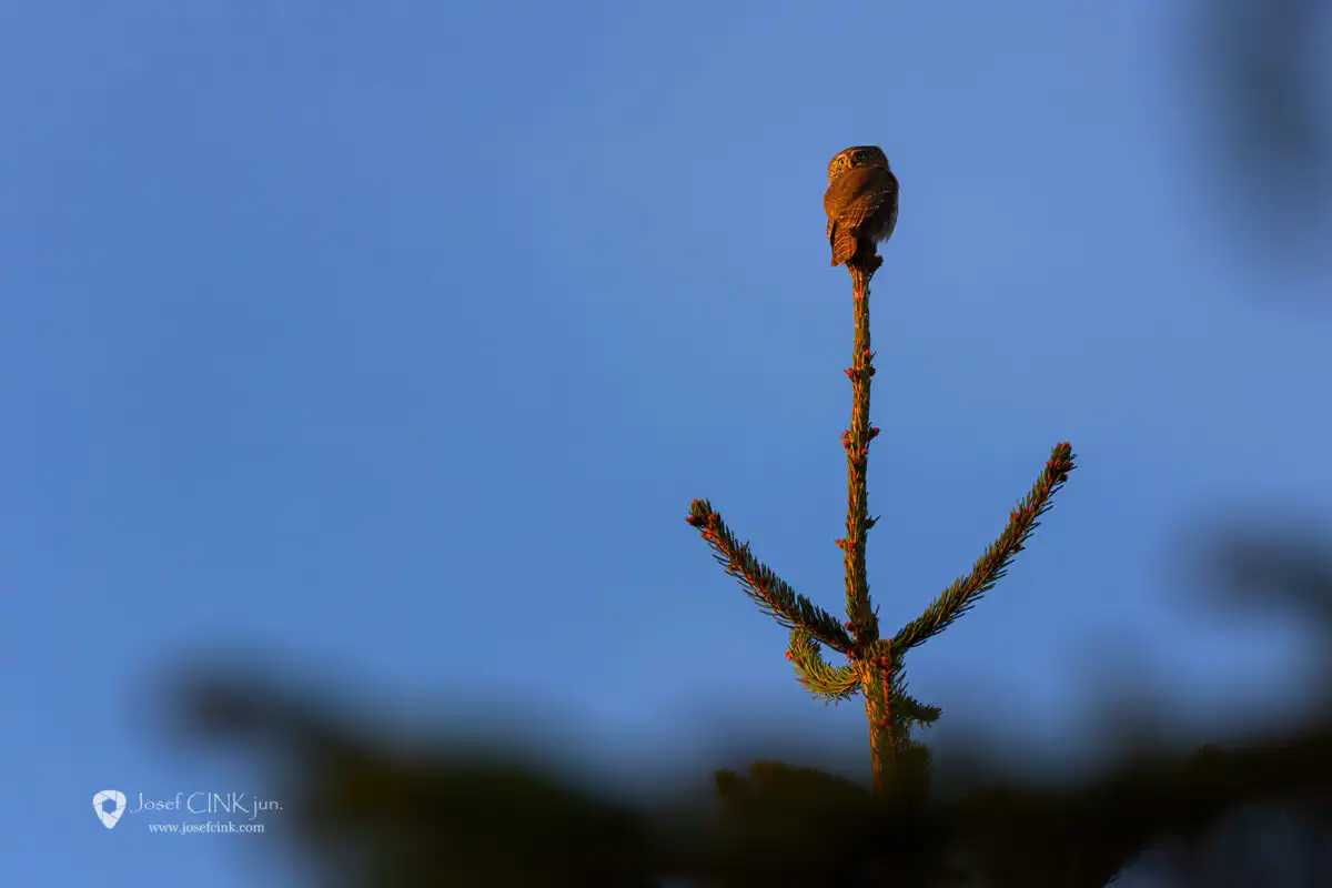 Kulíšek nejmenší (Glaucidium passerinum)