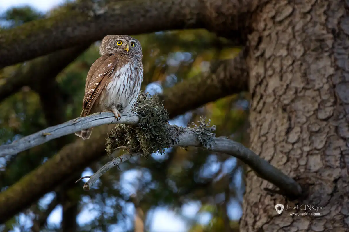 Kulíšek nejmenší (Glaucidium passerinum)