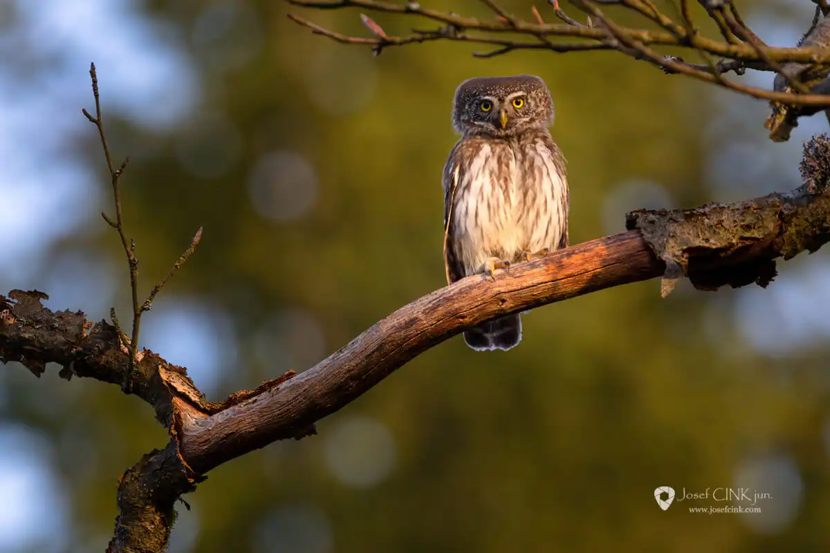 Kulíšek nejmenší (Glaucidium passerinum)