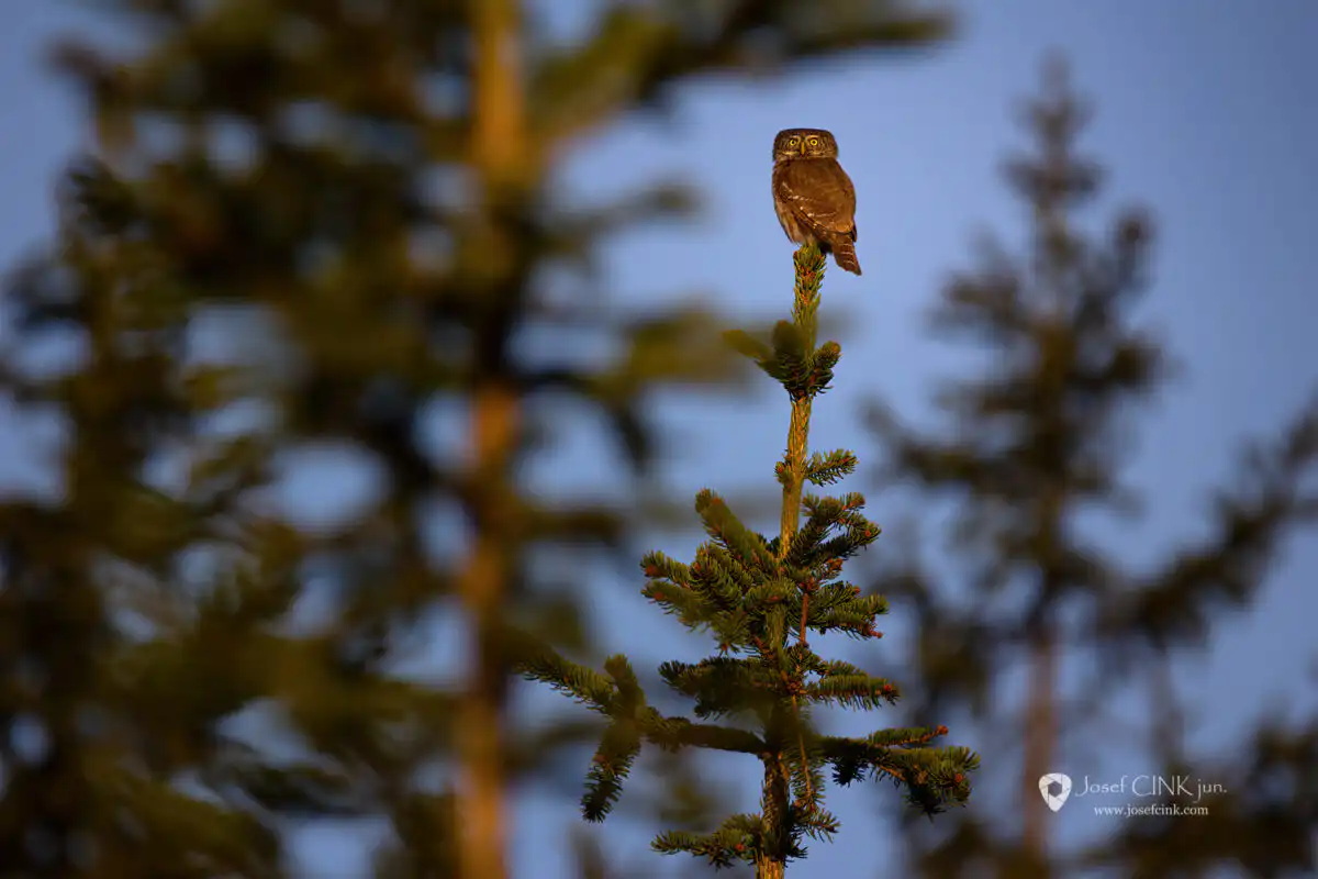 Kulíšek nejmenší (Glaucidium passerinum)