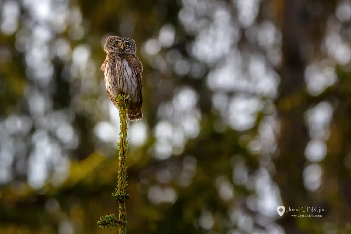 Kulíšek nejmenší (Glaucidium passerinum)