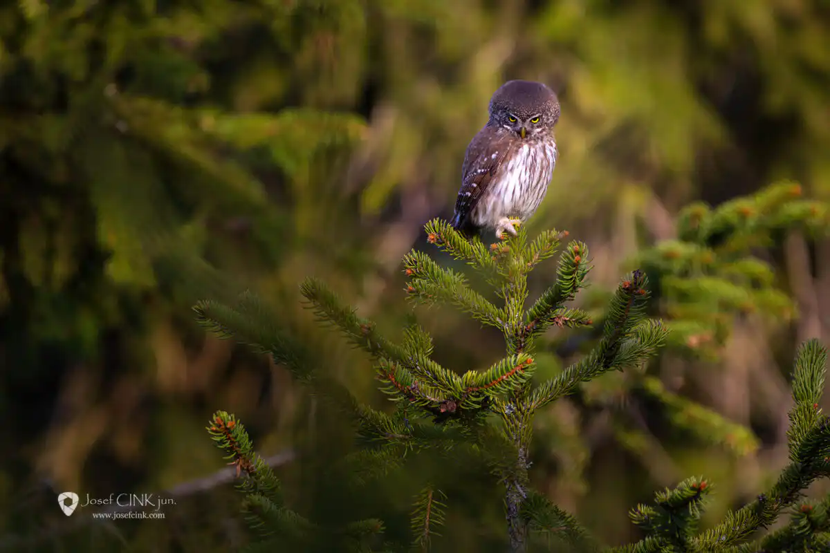 Kulíšek nejmenší (Glaucidium passerinum)
