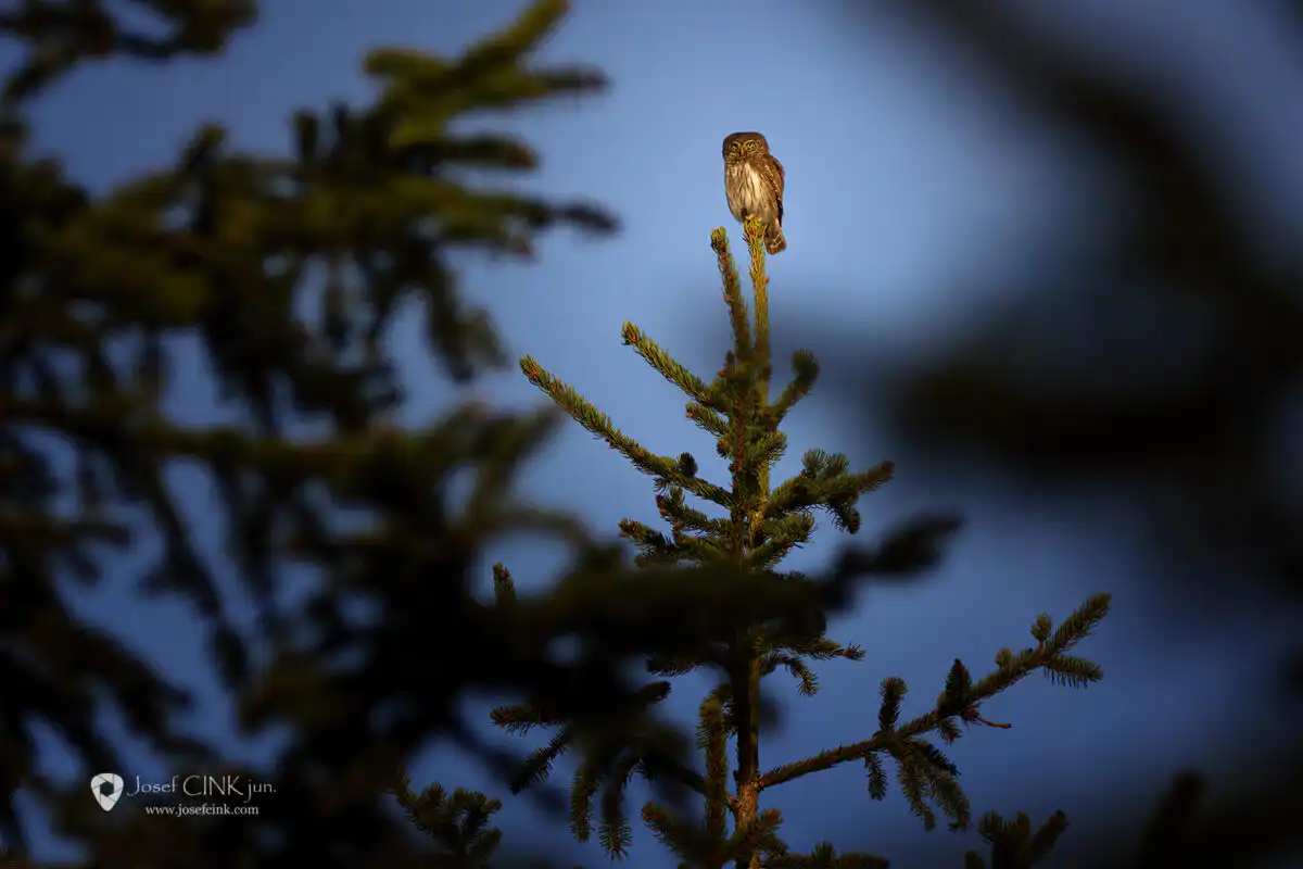 Kulíšek nejmenší (Glaucidium passerinum)