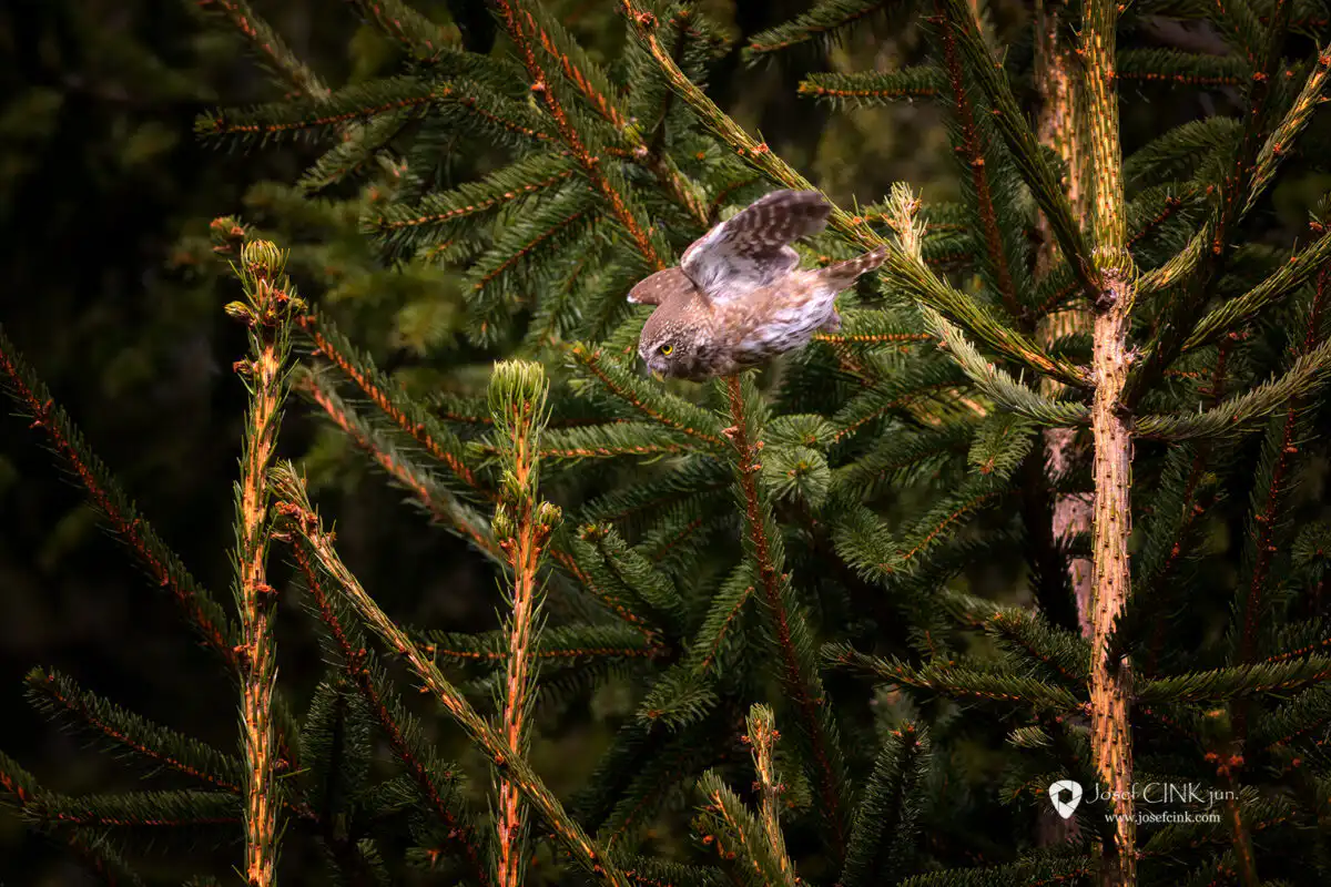 Kulíšek nejmenší (Glaucidium passerinum)