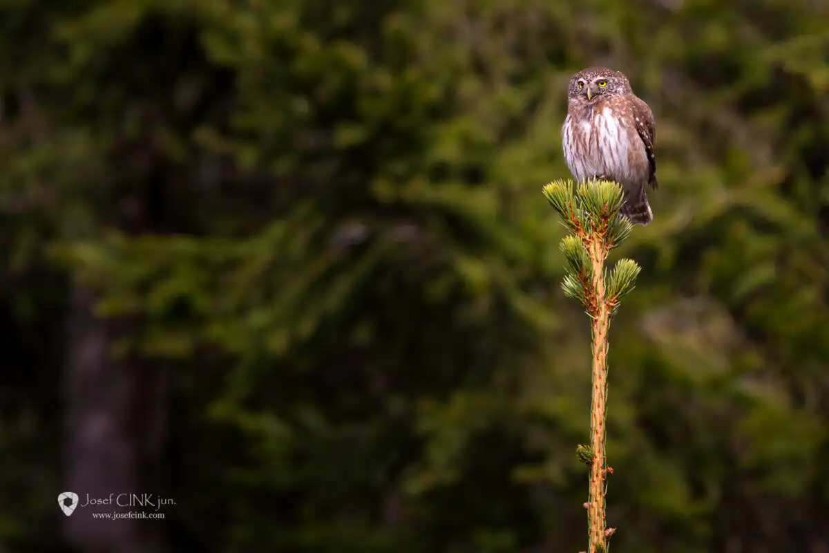 Kulíšek nejmenší (Glaucidium passerinum)