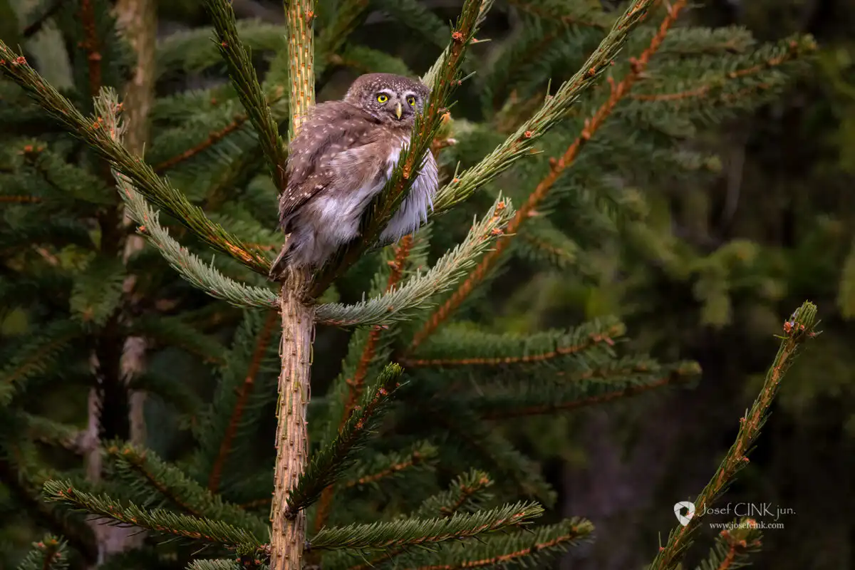 Kulíšek nejmenší (Glaucidium passerinum)