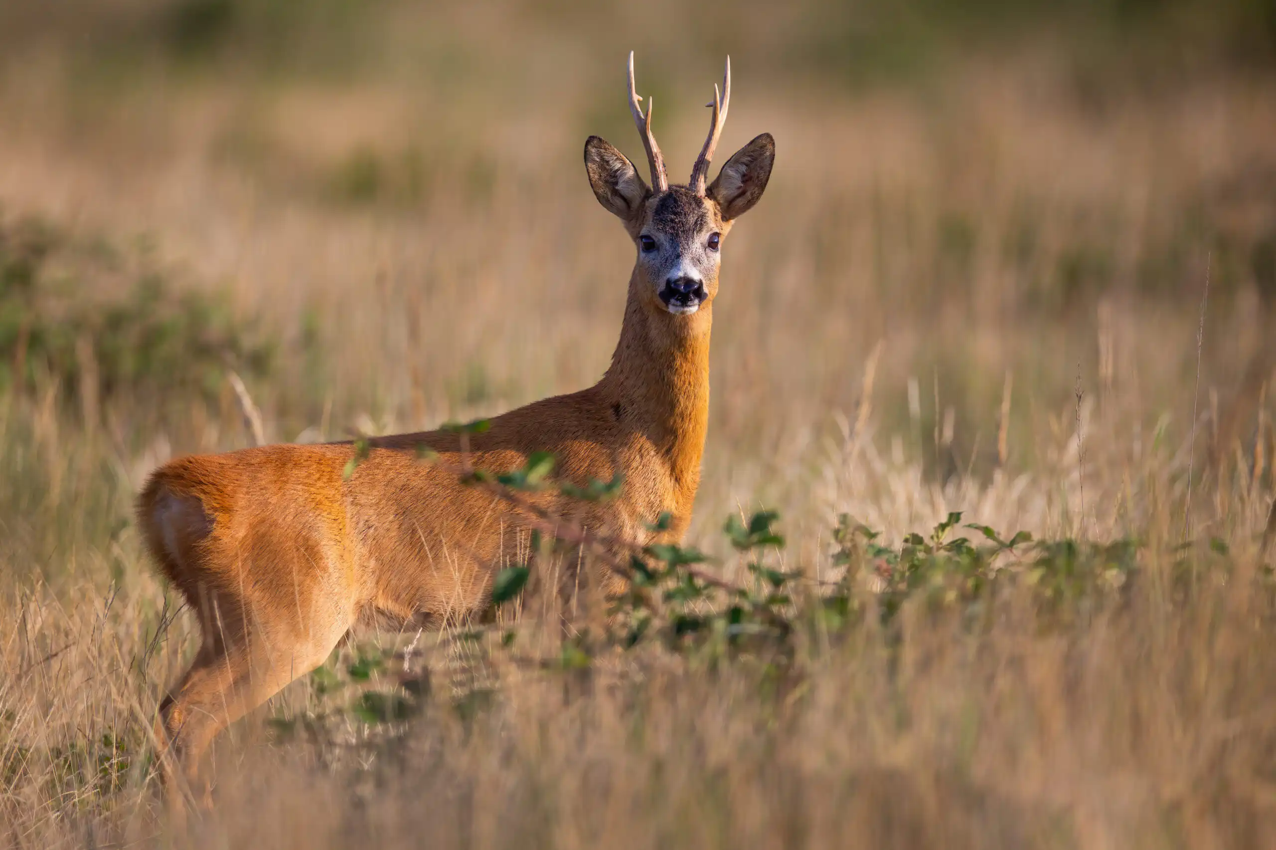 Letný srnec - fotoreport
