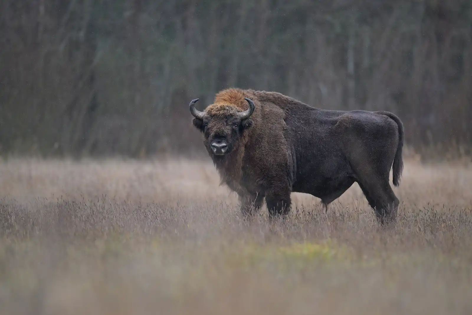 Zubor #1001 – Obrázok 3