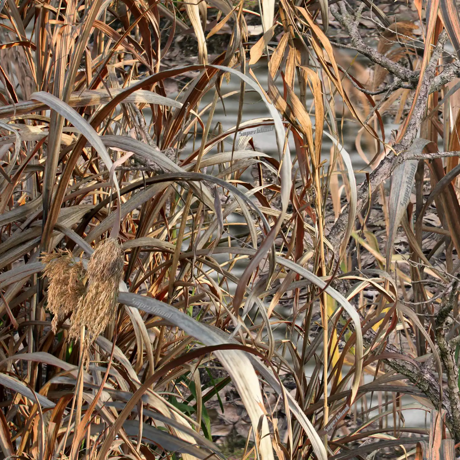 Pláštenka pre Falco Mark IV Reed – Obrázok 3