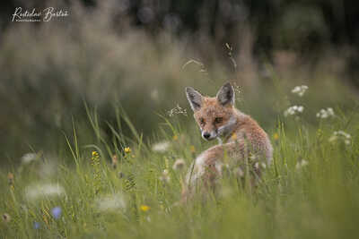  DSC7730 nový podpis ořez LT