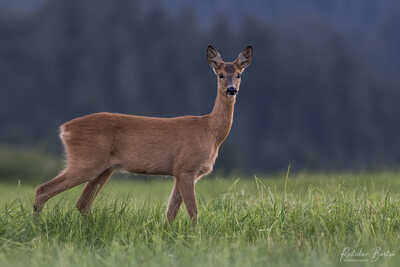  DSC4441 podpis nový