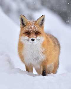 lubomirnovak com 1678041995737