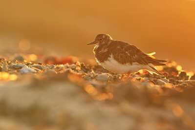 DSC 4023 00001 3 1800