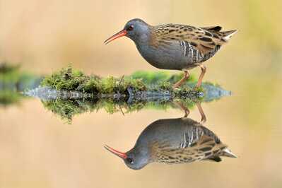 DSC 1124 00001 4 1800