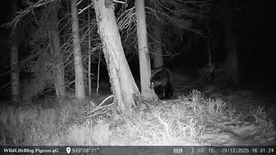 Fotopasca Pigeon 4G medved tatry