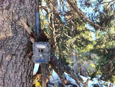 wildlifeblog pigeon 4g lite