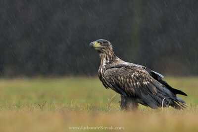 DSC 7353 00001 3 1600