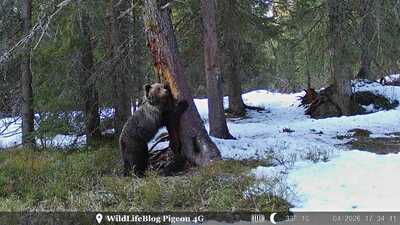 Medved Tatry Pigeon 4G fotopasca