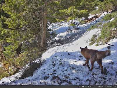 E1000057 Pigeon 4G Lite