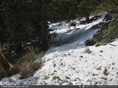 Jazvec Pigeon 4G Lite