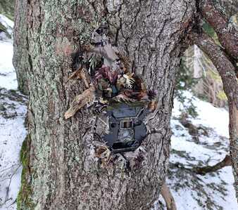 Pigeon 4G zamaskovany