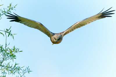 DSC03196 DxO denoise zon