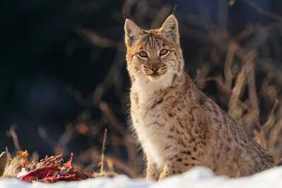 DSC09227 DxO zon zmensene