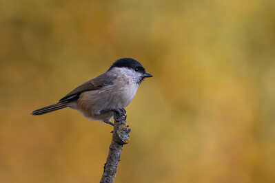 197A3569 CR3 DxO DeepPRIME