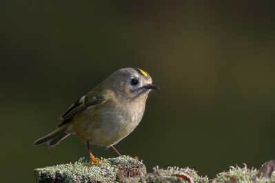 197A3829 CR3 DxO DeepPRIME Edit