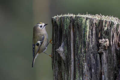 197A3932 CR3 DxO DeepPRIME